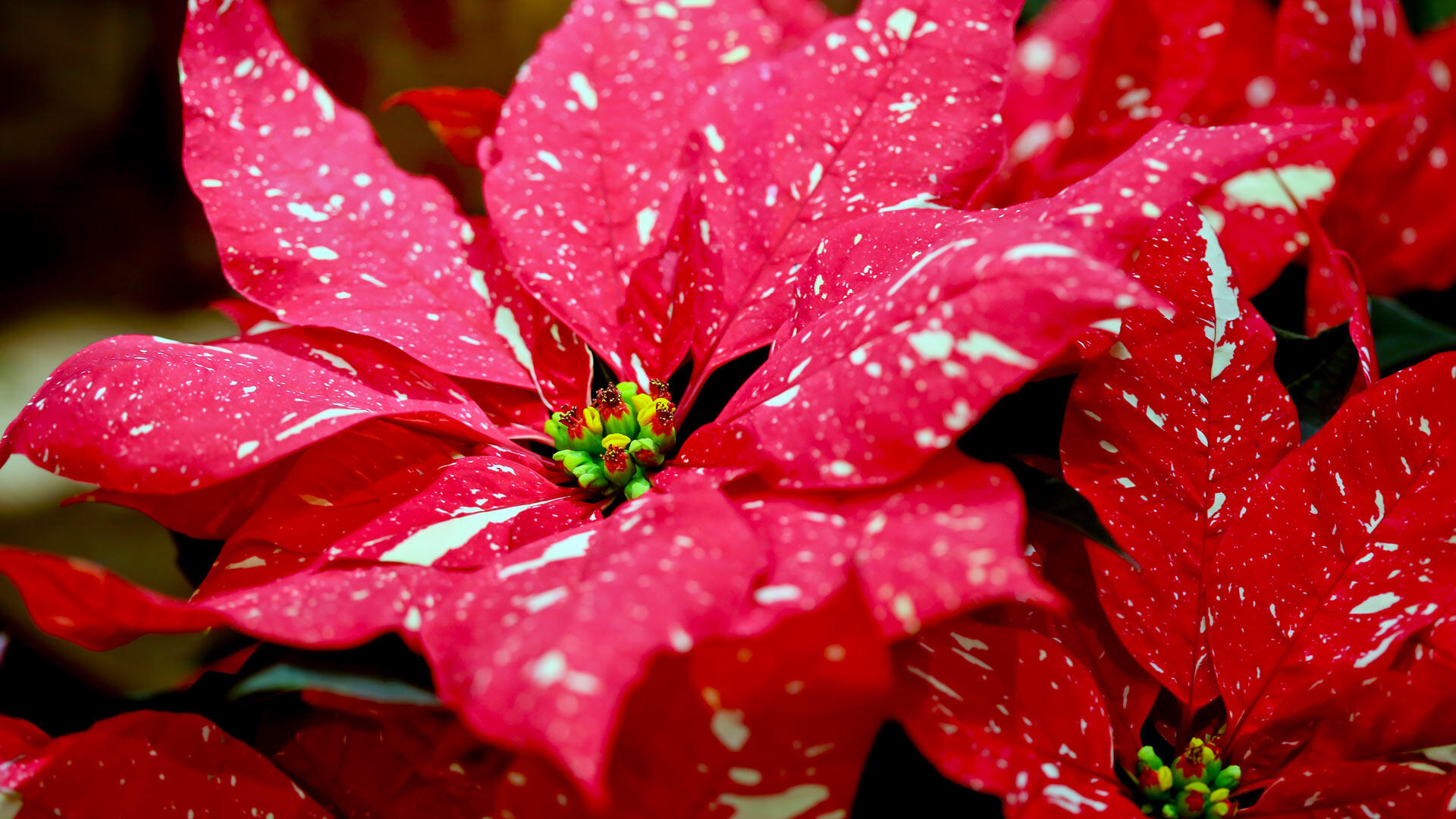 overwhelmed by red